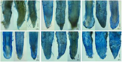 Single/joint effects of pyrene and heavy metals in contaminated soils on the growth and physiological response of maize (Zea mays L.)